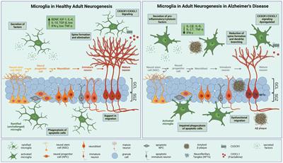 The intricate interplay between microglia and adult neurogenesis in Alzheimer’s disease